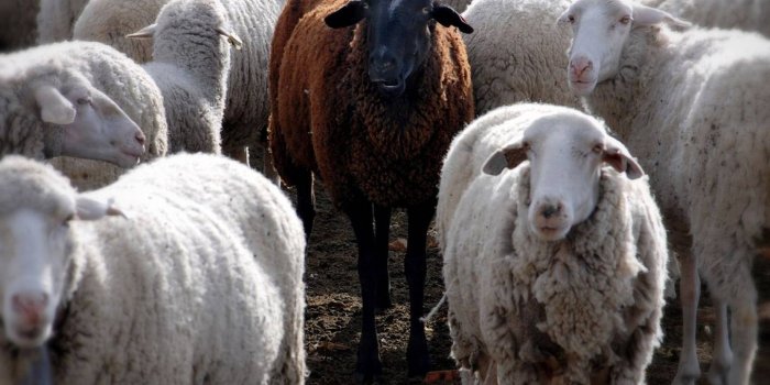 1440x1280 Black Sheep wallpaper by dudeski1988 - ba - Free on ZEDGE™