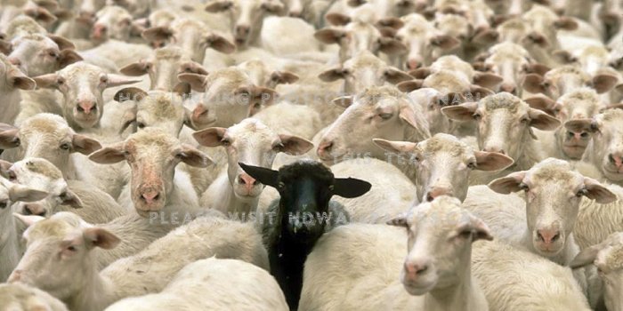 1440x900 one black sheep herd animals