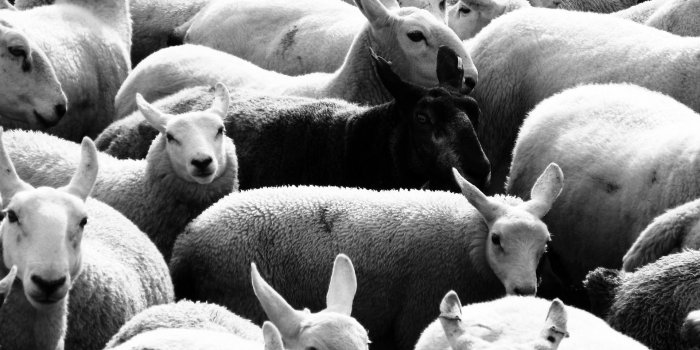 1920x1440 black sheep — Pastor's Blog — Holy Trinity Falls Church