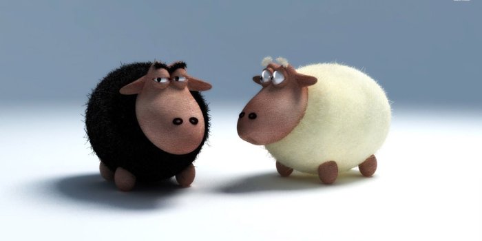 1920x1080 Sheep HD Wallpaper | Background Image | 1920x1080 | ID:504103