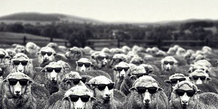 720x1280 Sheep wallpaper by Zomka - 41 - Free on ZEDGE™
