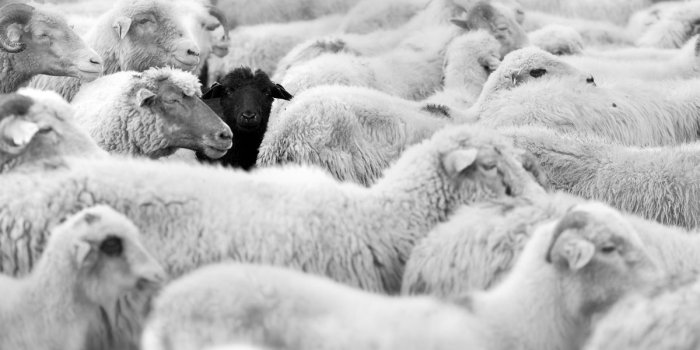 1200x798 File: Black Sheep HQFX.jpg » James Allen » 1200x798px