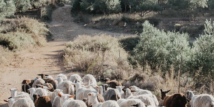 910x1365 HD wallpaper: white and black sheep during daytime, flock, animal
