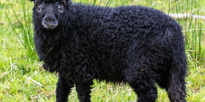 1024x890 Black Sheep Wallpapers - Top Free Black Sheep Backgrounds