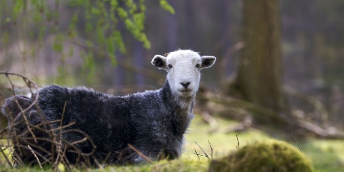 1680x1050 Free download Black Sheep Wallpaper Black Sheep Desktop Background