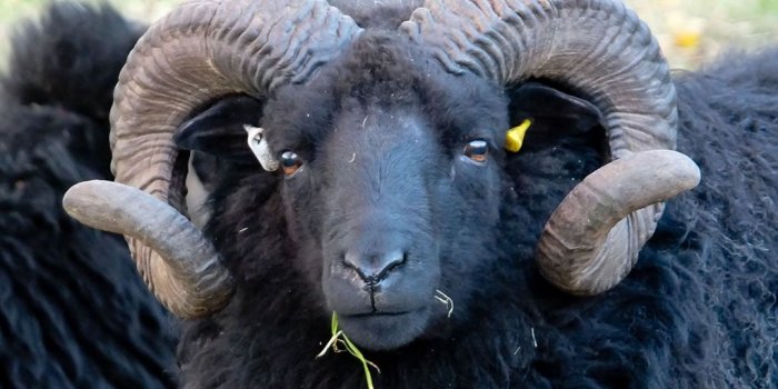 1024x768 black sheep staring – Ayay Photo Blog