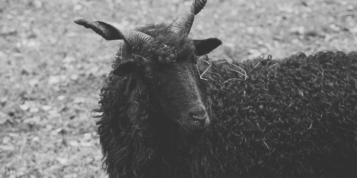 5647x3765 black sheep free image | Peakpx