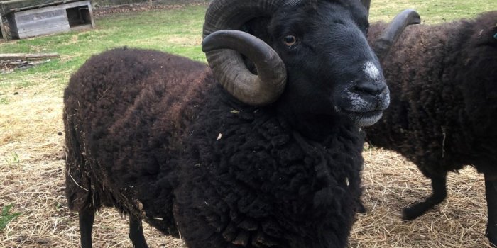 1024x768 Black Welsh Mountain Sheep | The Inn at East Hill Farm