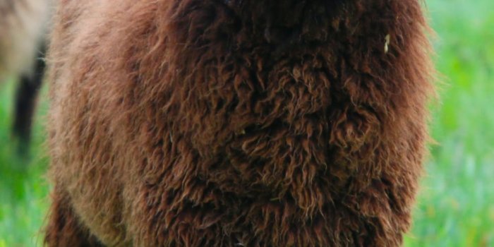 970x1460 brown and black sheep free image | Peakpx