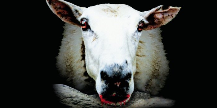 1920x1080 43+] Black Sheep Wallpapers on WallpaperSafari