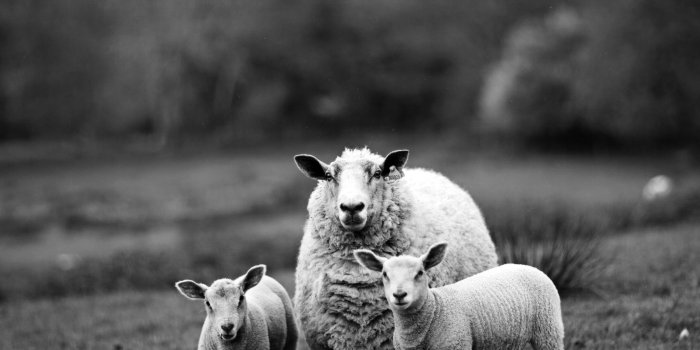 2048x2048 Sheep, Black And White 2048 X 2048 IPod 3 Wallpapers, Backgrounds