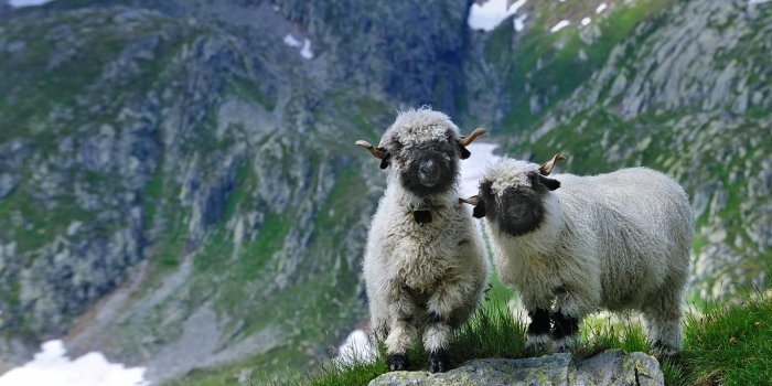 1366x768 Free download Nexus Wallpapers Valais blacknose sheep in Valais