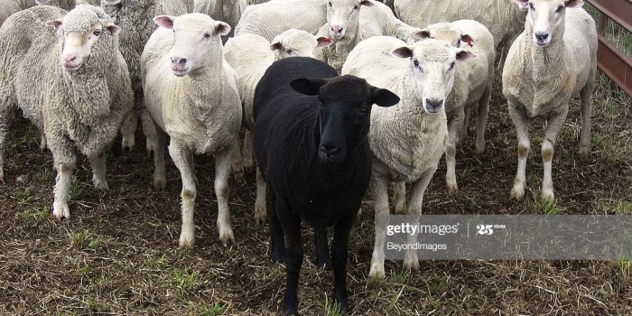 1024x768 Odd One Out Black Sheep Of Family High-Res Stock Photo - Getty Images