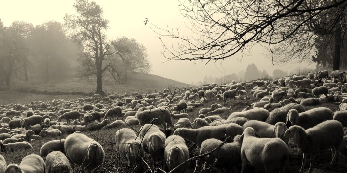 4101x3077 black and white photo of sheep free image | Peakpx