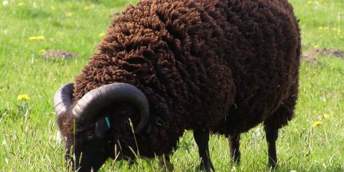 1024x768 black sheep - Wiktionary