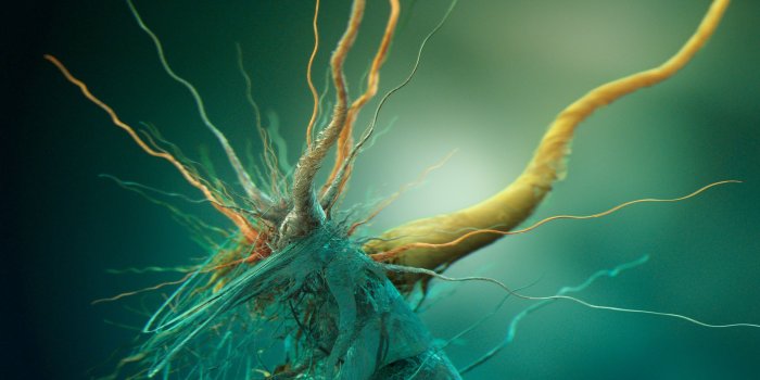 2560x1600 4597618 #abstract, #biology , #digital art, #brain, #render