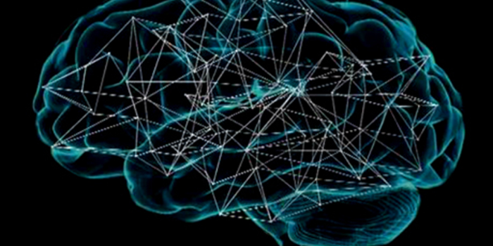 1024x768 Wiring between different parts of brain may reflect gender identity