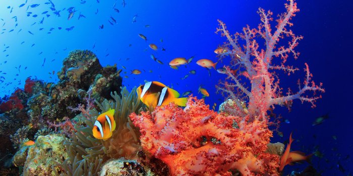 2880x1800 Colorful Ocean Coral Reef - 2880x1800 Wallpaper - Ecopetit.cat