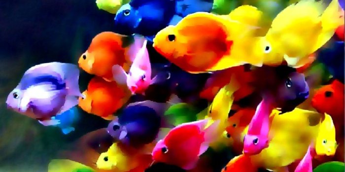 1024x819 Beautiful colorful fish ocean wallpaper | Beautiful colorful…