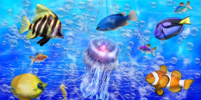 1920x1080 pictures of ocean fish | Ocean In Color, Beautiful, Colorful, Fish