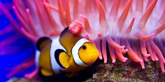 1600x900 Colorful Ocean Clown Fish wallpapers (1600 x 900 ) - HD Beach