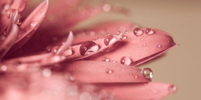 3840x2160 Free download Pink Gerbera Daisy Water Droplets UHD 4K Wallpaper