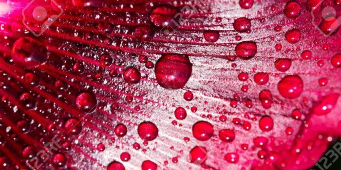 866x1300 Free download Wallpaper For Your Desktop Water Drops On Flowers