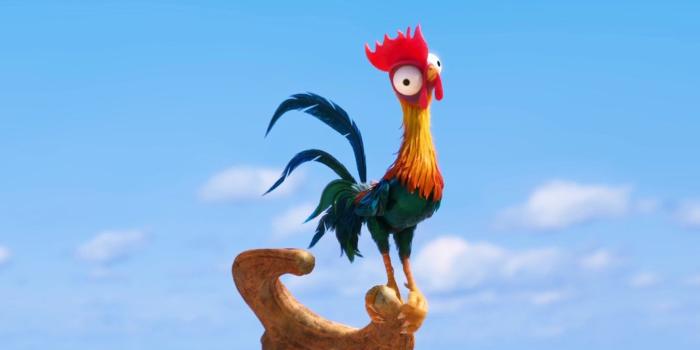 1920x1080 Free Chicken Wallpaper Full Hd On High Resolution Wallpaper