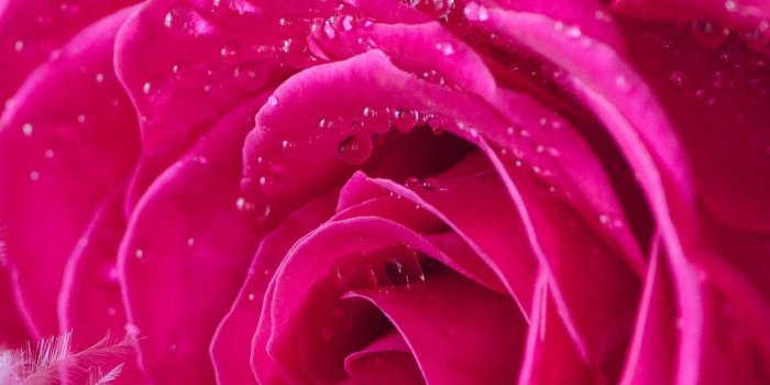 1600x2560 Pink Water Drops Wallpapers