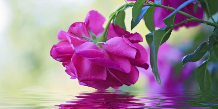 2880x1800 Beautiful Flower Pink Rose Green Leaves Reflection In Water