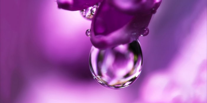 1920x1200 Flower Pink Water Drop - 1920x1200 Wallpaper - Ecopetit.cat