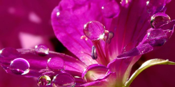 1440x900 Flower pink water drop wallpaper | 1440x900 | #30112