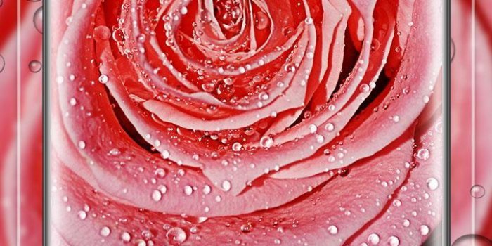 720x1280 Rose Pink Water Drops Free live wallpaper for Android - APK Download