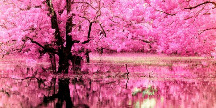 1284x691 Pink Trees | Amazing Wallpapers