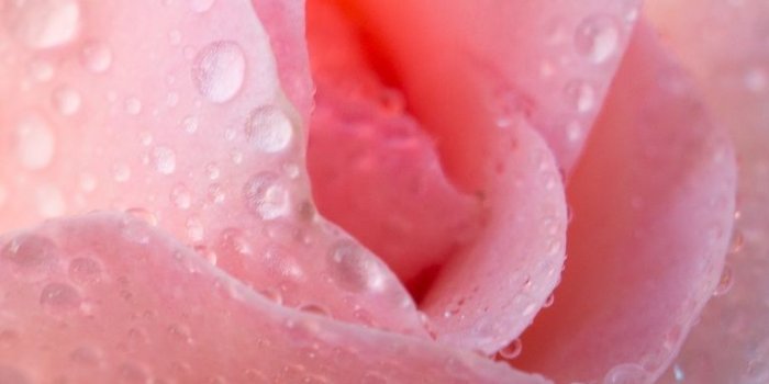 768x1152 Free download Water Drops Light Pink Rose 4K HD Desktop Wallpaper