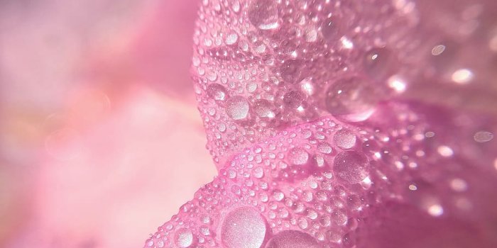 910x1213 macro, flower, petal, pink, water, droplets, phone wallpaper, drop