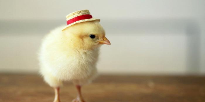 1920x1200 Chicken Wallpapers (64+ images)