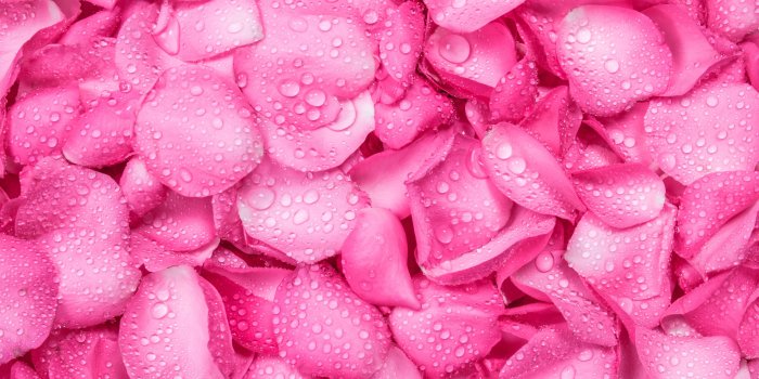 3840x2160 Wallpaper Pink rose petals background, water droplets 3840x2160