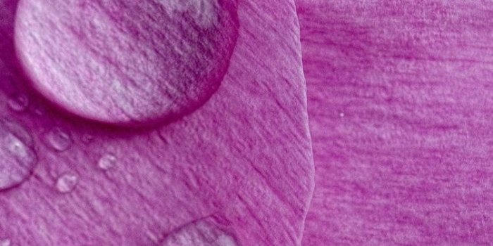 750x1334 Pink peony petals, water droplets 750x1334 iPhone 8/7/6/6S