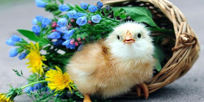 1920x1200 Chicken Wallpapers ·① WallpaperTag