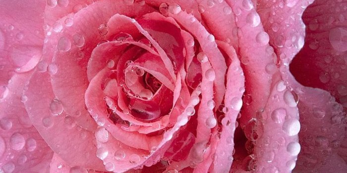 1024x768 Pink Water Drops Wallpapers