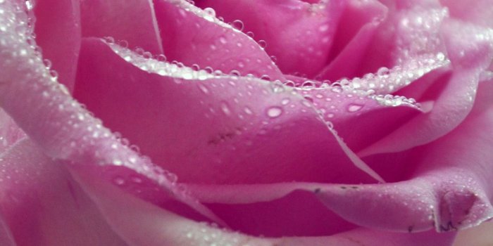 1080x1920 1080x1920 pink rose, water, drops, macro, flower, petals desktop