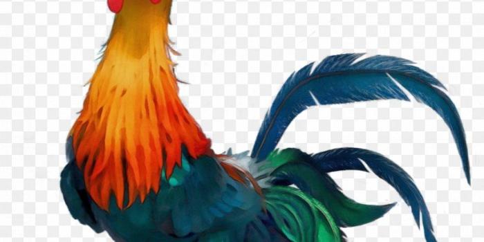 820x1245 Hei Hei The Rooster The Walt Disney Company Chicken Chief Tui, PNG