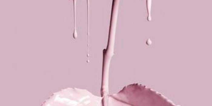 1242x2208 66+ Pink Rose Wallpapers on WallpaperPlay