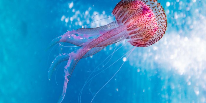 1920x1080 Pink and Brown Jellyfish in Blue Water Wallpaper - Wallpaper Stream