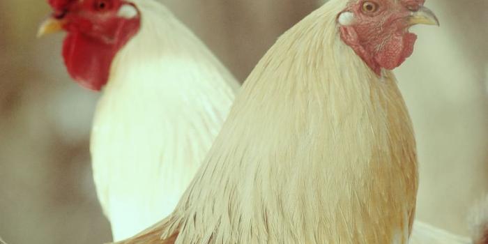 910x1367 Page 3 | rooster 1080P, 2K, 4K, 5K HD wallpapers free download