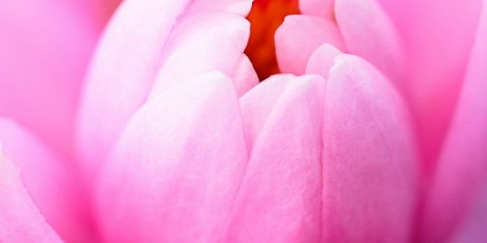 750x1334 Pink Water Lily iPhone 6 Wallpaper HD - Free Download | iPhoneWalls