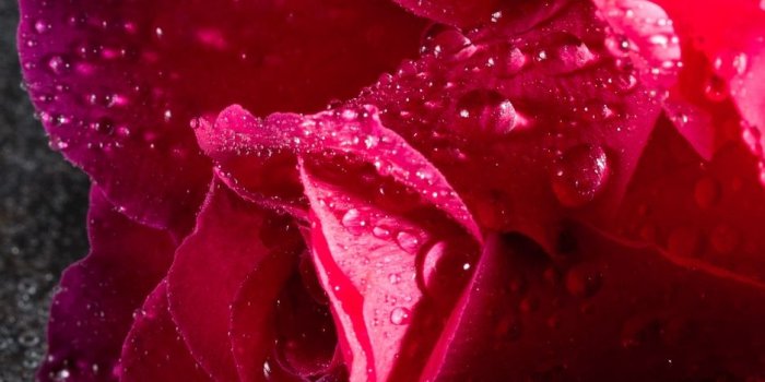 938x1668 Download wallpaper 938x1668 rose, drops, pink, flower, close-up