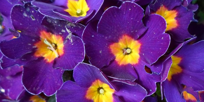 3706x3155 Purple and Yellow Flowers | Yellow flower wallpaper, Flower images