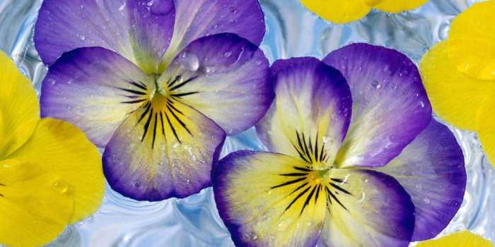 1920x1200 Purple And Yellow Flowers wallpaper | Yellow flower wallpaper